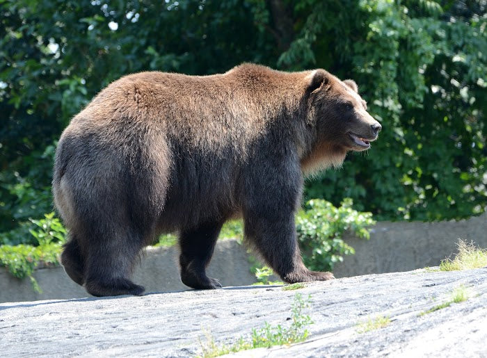 Yellowstone National Park RV Adventure Guide